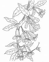 Coloring Pages Flower Vine Flowers Wild Trumpet Adult Botany Color American Dover Book Drawing Printable Wildflowers Wildflower Doverpublications Lillard Damian sketch template
