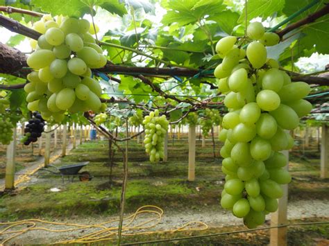menanam anggur  daerah tropis info tanaman lengkap