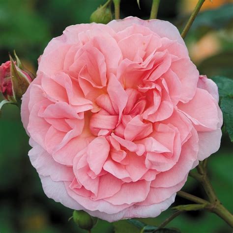 fragrant climbing rose strawberry hill  fragrant popular searches pink fragrance