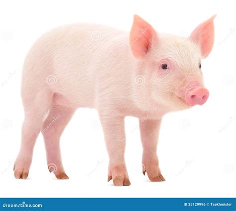 pig  white stock photo image  piglet domestic mammal