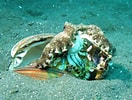 Afbeeldingsresultaten voor Octopus Crab. Grootte: 132 x 100. Bron: ocean.si.edu