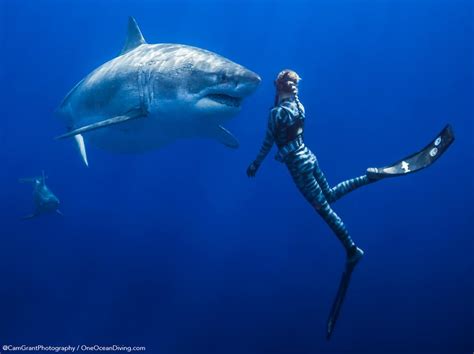 ocean ramsey swims  enormous great white shark  hawaii