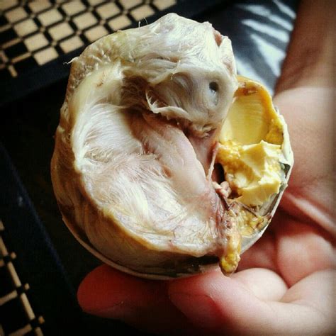 balut philippines this is so yucky cooking a