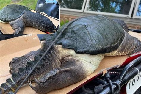 shock  enormous snapping turtle beast washes   wisconsin beach