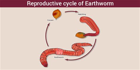 reproductive system of earthworm copulation