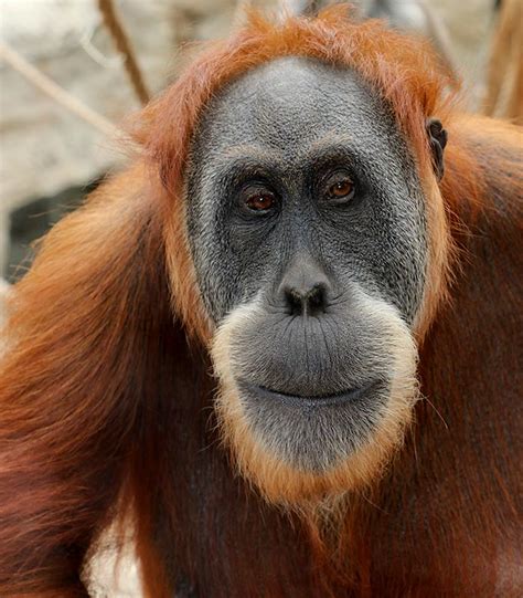 sumatra  utan  der zoom erlebniswelt