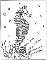 Seahorse Coloring Seepferdchen Hippocampe Colorear Colorat Sea Marinho Cavalo Marins Morski Konik Dibujos Marinos Seahorses Imagini Kolorowanki Caluti Coloriages Marinhos sketch template