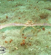 Afbeeldingsresultaten voor "parthénope Validus". Grootte: 174 x 185. Bron: www.chaloklum-diving.com