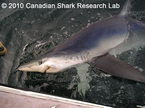 campana lab blue shark