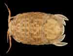 Afbeeldingsresultaten voor Thyropus Sphaeroma Geslacht. Grootte: 150 x 115. Bron: www.discoverlife.org