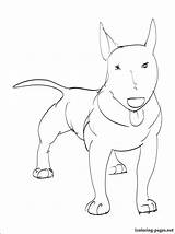 Bull Terrier Coloring 1kb 750px sketch template