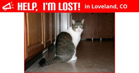 Lost Cat Loveland Colorado Zeus
