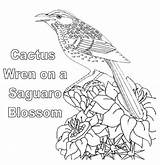 Arizona Wren Coloring Cactus Bird State Blossom Saguaro Pages Activity sketch template