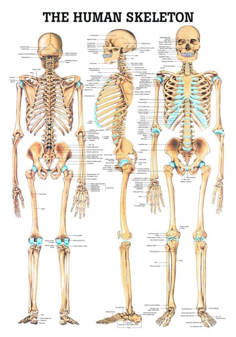 human skeletal system poster clinical charts  supplies