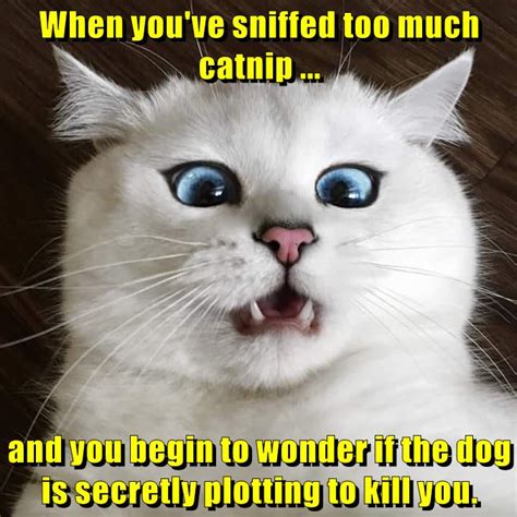 lolcats paranoid lol  funny cat memes funny cat pictures
