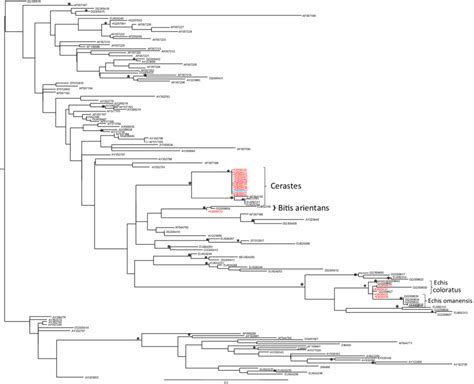 maximum likelihood phylogenetic analysis  viperidae  rrna gene  scientific diagram