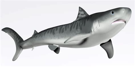 tiger shark stock illustrations  tiger shark stock illustrations