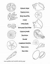 Coloring Pages Shells Seashell Seashells Beach Sea Identification Shell Worksheet Shape Names Ocean Sheets Popular Crafts Comments Kids Coloringhome Book sketch template