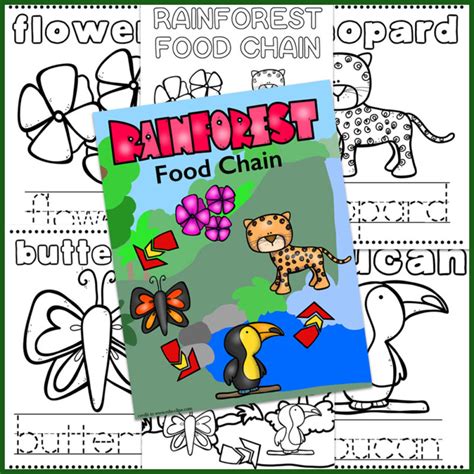 rainforest food chain coloring book  passionate curiosity