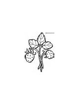 Coloring Sherriallen Fruit Strawberries Vine sketch template