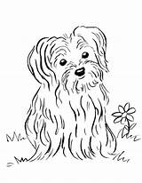 Coloring Pages Puppy Printable Terrier Yorkshire Maltese Drawing Yorkie Print Dog Lab Yellow Getcolorings Color Puppies Kids Animals Drawings Animal sketch template
