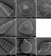 Afbeeldingsresultaten voor "dorataspis Macropora". Grootte: 170 x 185. Bron: publications.iodp.org