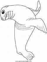 Foca Foche Malvorlage Robbe Seehunde Focas Kleurplaten Malvorlagen Feroci Afbeeldingsresultaat Dier Vormen Christine sketch template