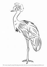 Crane Crowned Step Draw Drawing Birds Drawingtutorials101 Bird Drawings Tutorials Learn Animals Sketch sketch template