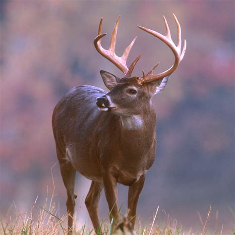 deer wildlife info facts    wildlife