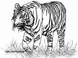 Tiger Coloring Realistic Pages Drawing Bengal Lion Animal Tigers Color Drawings Animals Pencil Printable Liger Face Online Getdrawings Print Down sketch template