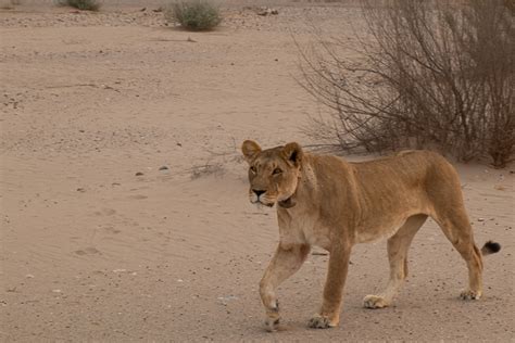 Desert Lioness Update 2019 A Step Ahead