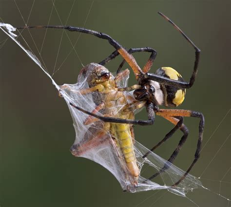 spiders  webs  dont   stuck
