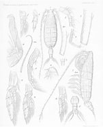 Afbeeldingsresultaten voor "bathycalanus Inflatus". Grootte: 151 x 185. Bron: www.marinespecies.org