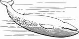 Whale Clipart Ballena Baleia Ballenas Paus Whales Colorare Disegni Openclipart Ikan Blauwal Biru Balena Realista Kartun Unduh Euclidean Pelukis Sikat sketch template
