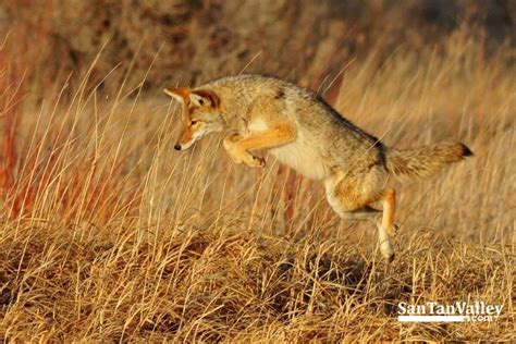 Living With Coyotes San Tan Valley News And Info