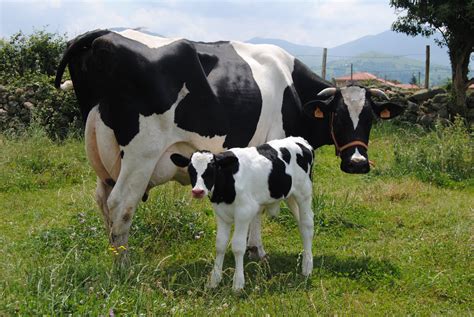 vacas   te comerias alguna taringa