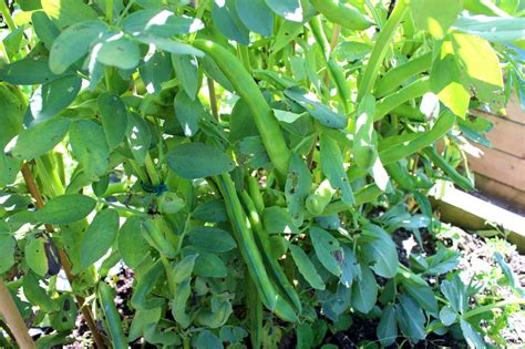 interesting facts  bean plants   havent heard