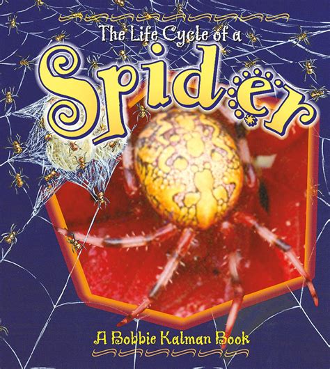 life cycle   spider