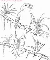 Coloring Cuban Jamaica Caribbean Cuba Birds Trogon Havana Printable Template Getcolorings Drafts sketch template