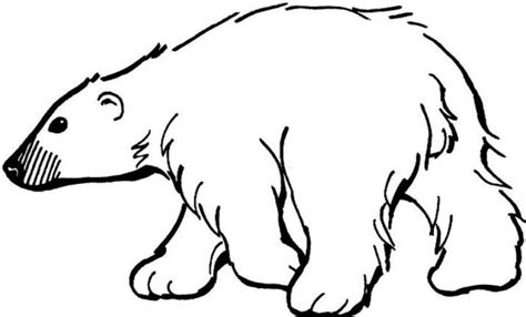 image result  bear outline polar bear coloring page bear coloring