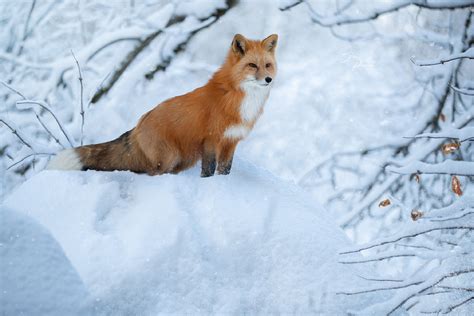red fox  winter snow image abyss