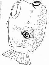 Pufferfish Coloring Pages Drawing Audio Stories Kids Getdrawings sketch template