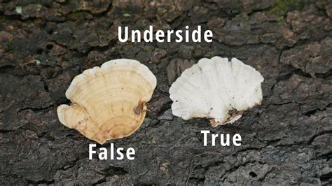 how to identify turkey tail mushrooms and look alikes feral foraging