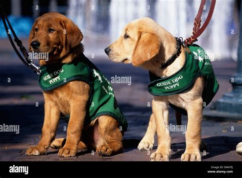 guide dog puppies  training golden retrieveryellow lab mix stock photo alamy