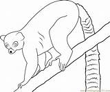 Lemur Coloring Pages Tailed Ring Coloringpages101 Color Printable Online Getcolorings Choose Board Kids sketch template