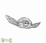 Coloring Turtle Sea Turtles sketch template