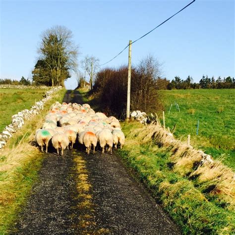 sheep farm returns  track  reach   year high agrilandie