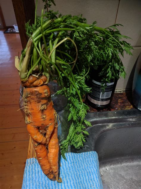 My Carrot Really Needs To Pee Gardening