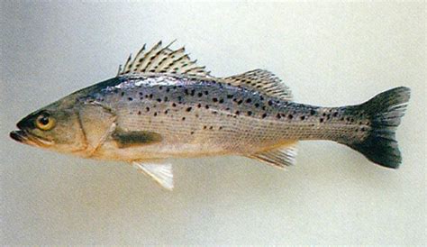 Lateolabrax Japonicus Japanese Sea Perch Japanese Sea Bass