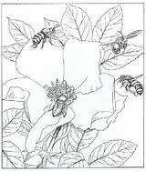 Coloring Pollination Pages Designlooter Bee Honey Cute sketch template